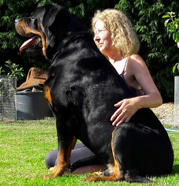 big male rottweiler