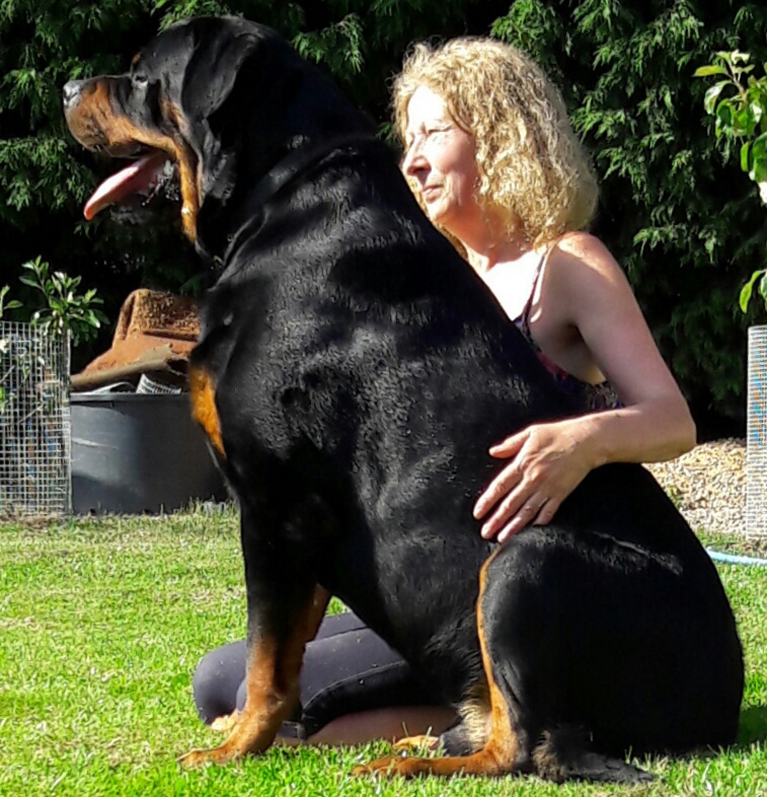 Male Rottweilers - Massive Rots | Meet the big dogs we use to breed