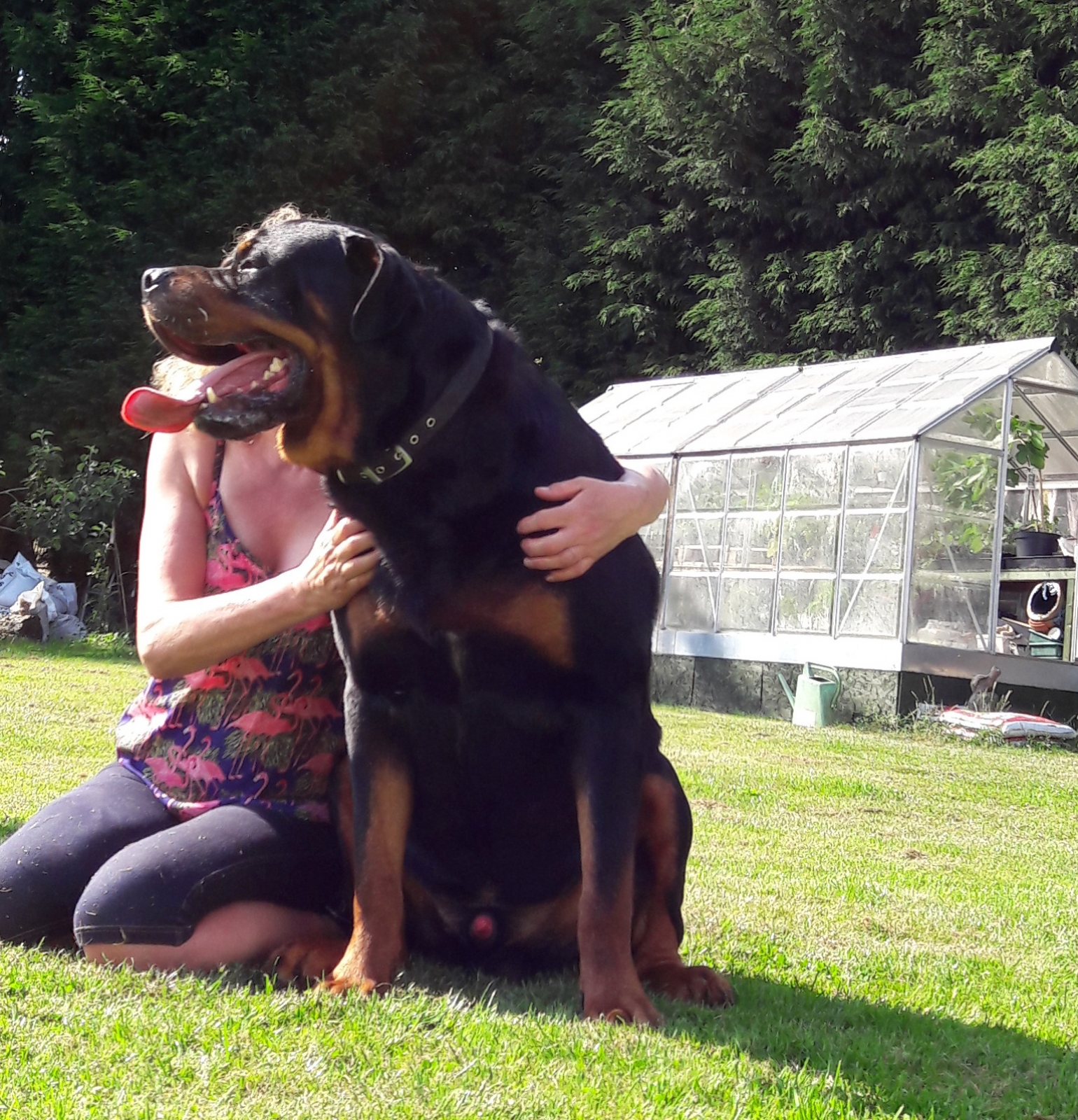 Male Rottweilers - Massive Rots | Meet the big dogs we use to breed