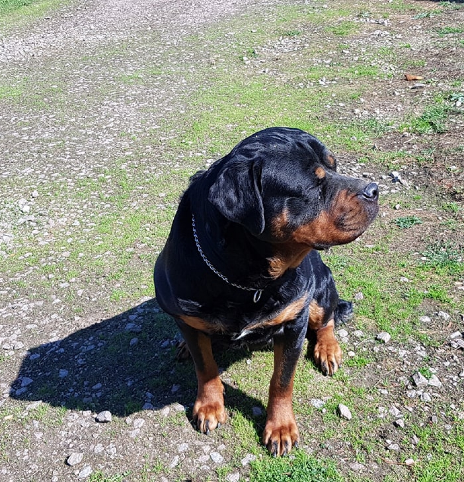 Female Rottweilers - Massive Rots | The biggest Rottweilers in the UK