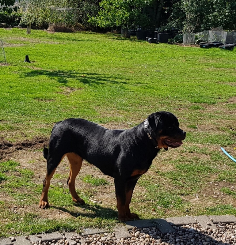 Female Rottweilers - Massive Rots | The biggest Rottweilers in the UK