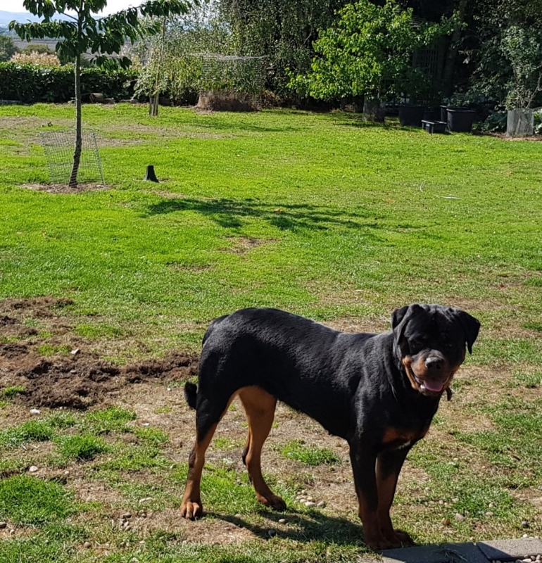 Female Rottweilers - Massive Rots | The biggest Rottweilers in the UK