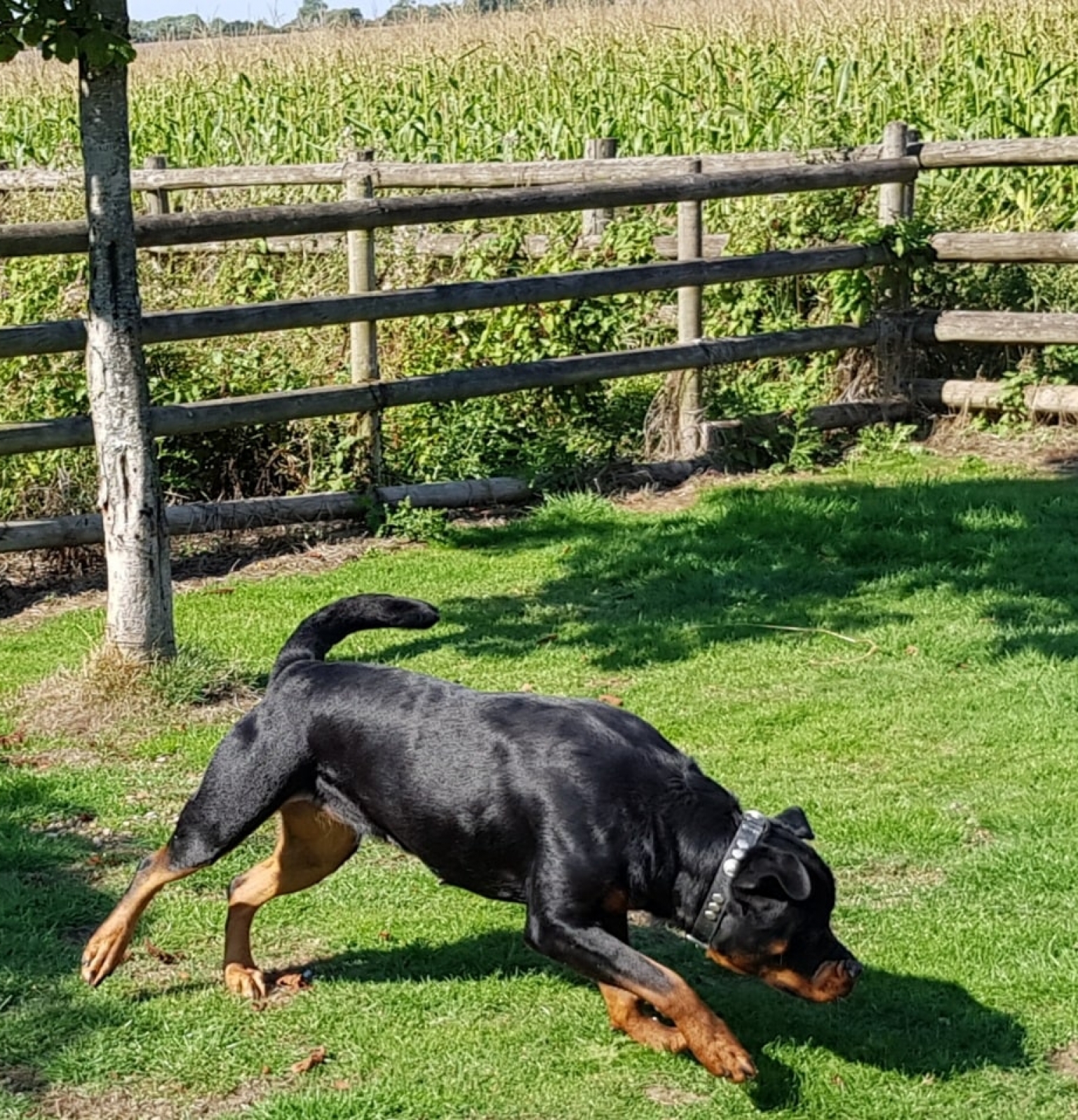 Female Rottweilers - Massive Rots | The biggest Rottweilers in the UK