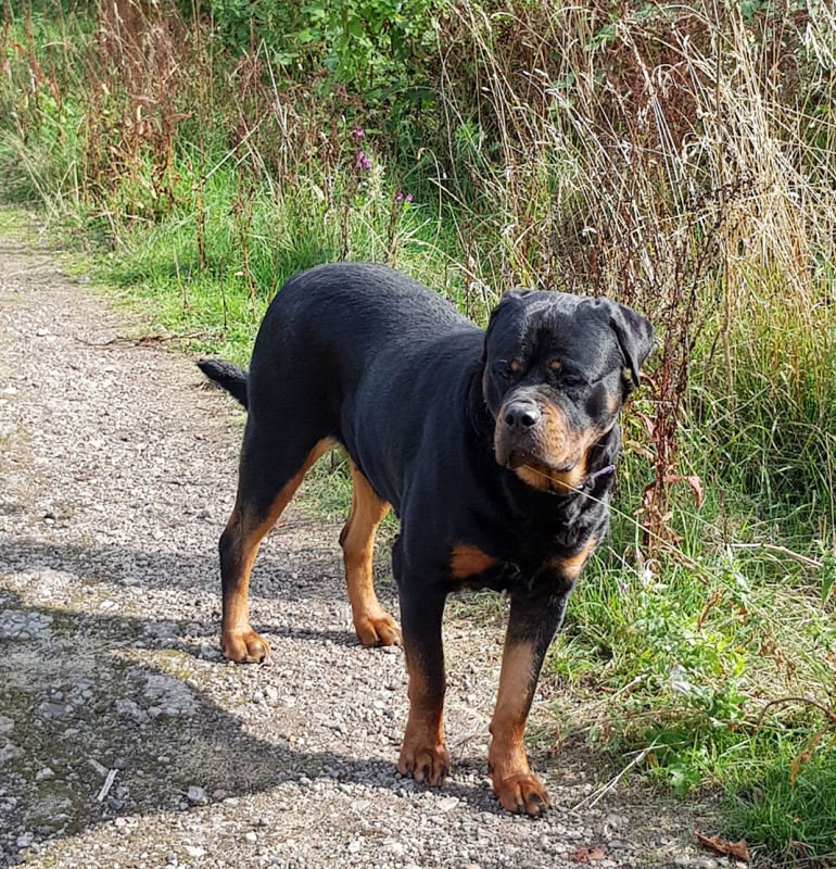 Female Rottweilers - Massive Rots | The biggest Rottweilers in the UK