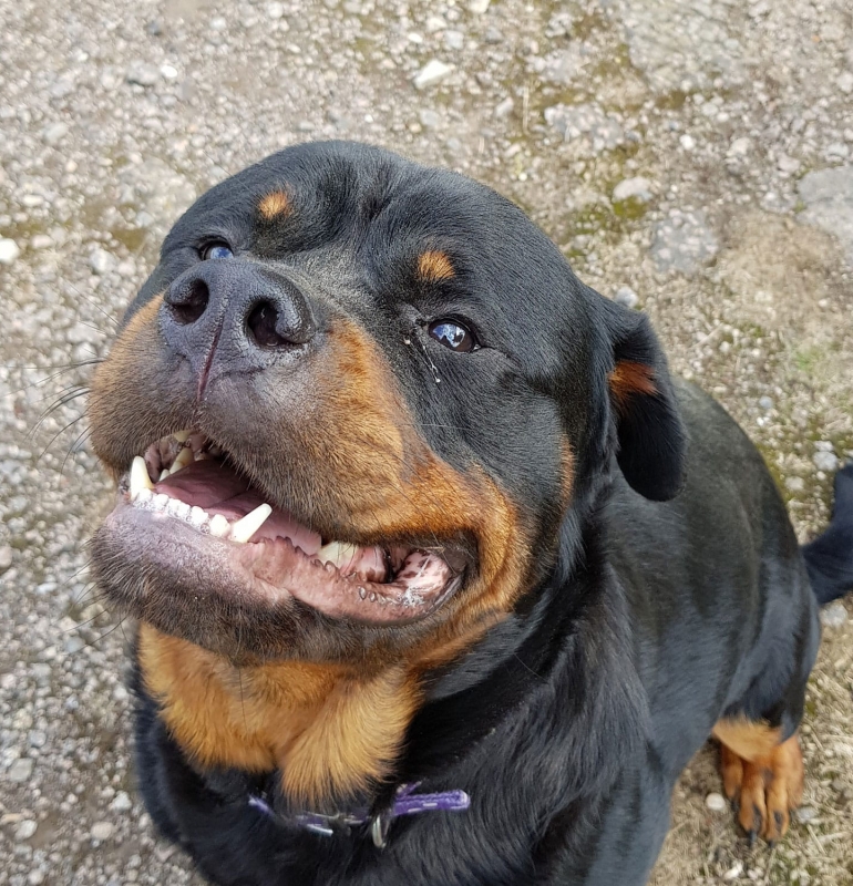 Female Rottweilers - Massive Rots | The biggest Rottweilers in the UK