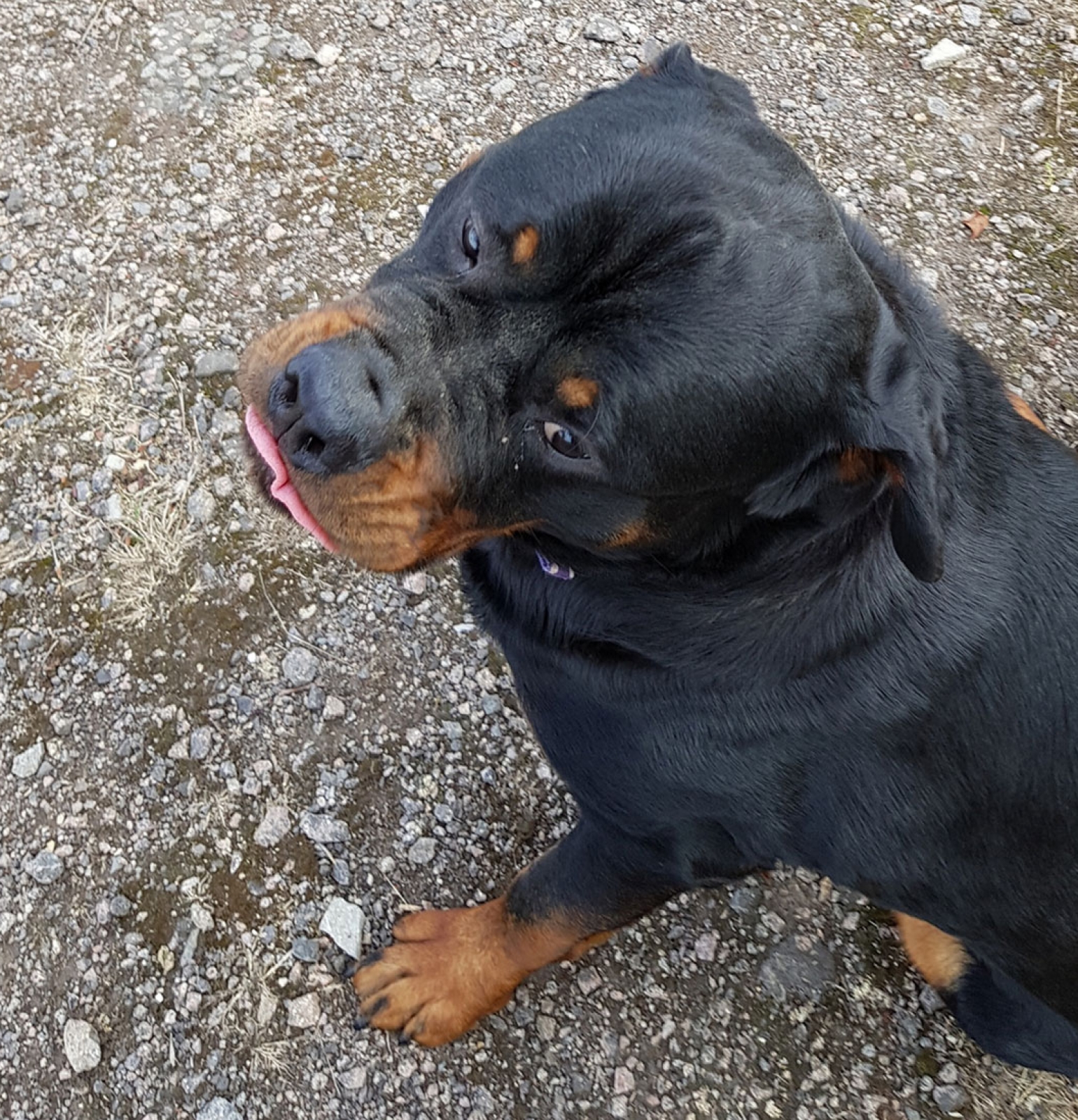 Female Rottweilers - Massive Rots | The biggest Rottweilers in the UK