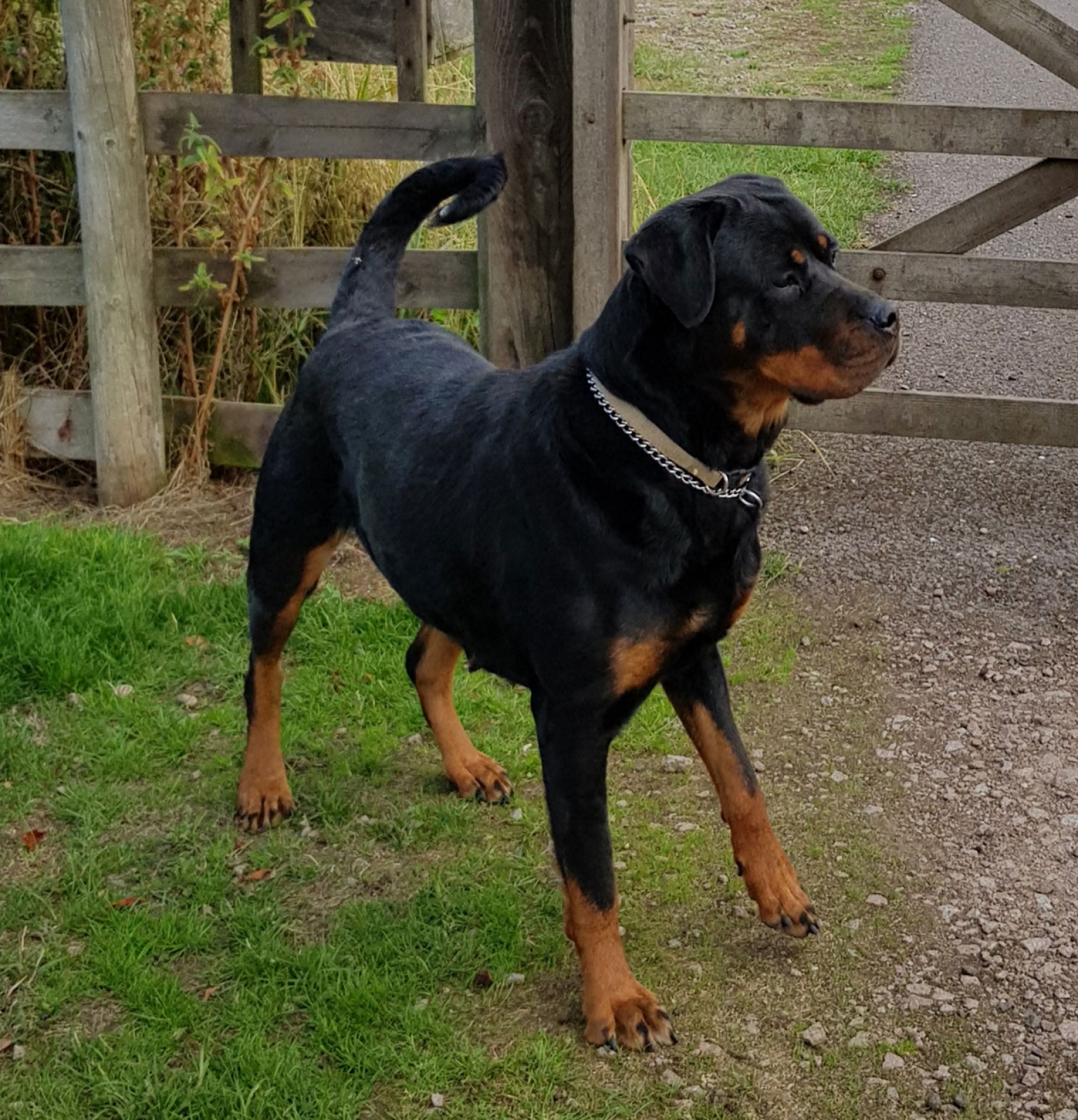 Female Rottweilers - Massive Rots | The biggest Rottweilers in the UK